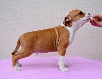 Légitime Démence - American Staffordshire Terrier - Portée née le 10/01/2020