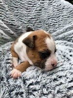 Légitime Démence - American Staffordshire Terrier - Portée née le 13/06/2018