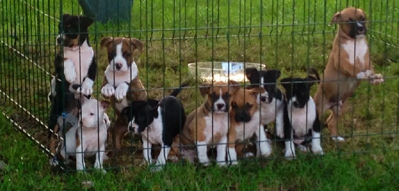 Légitime Démence - American Staffordshire Terrier - Portée née le 01/08/2014