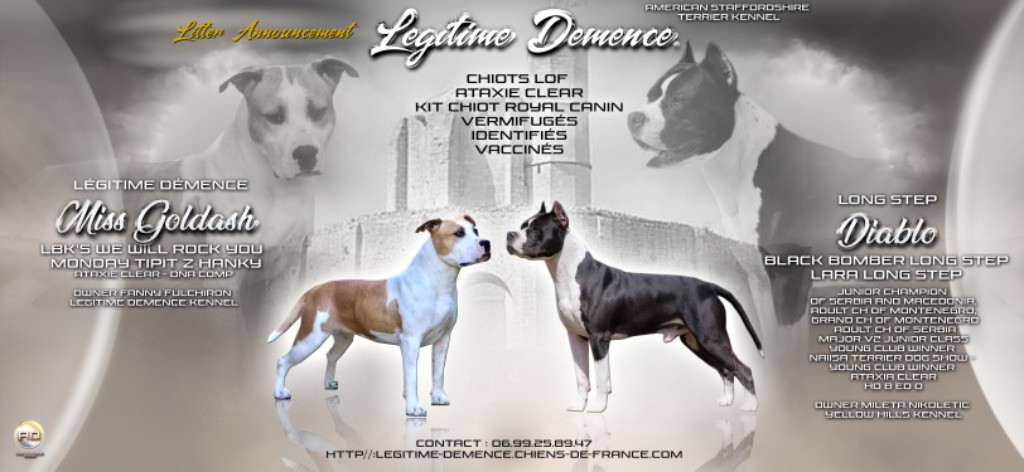 Légitime Démence - American Staffordshire Terrier - Portée née le 25/03/2019