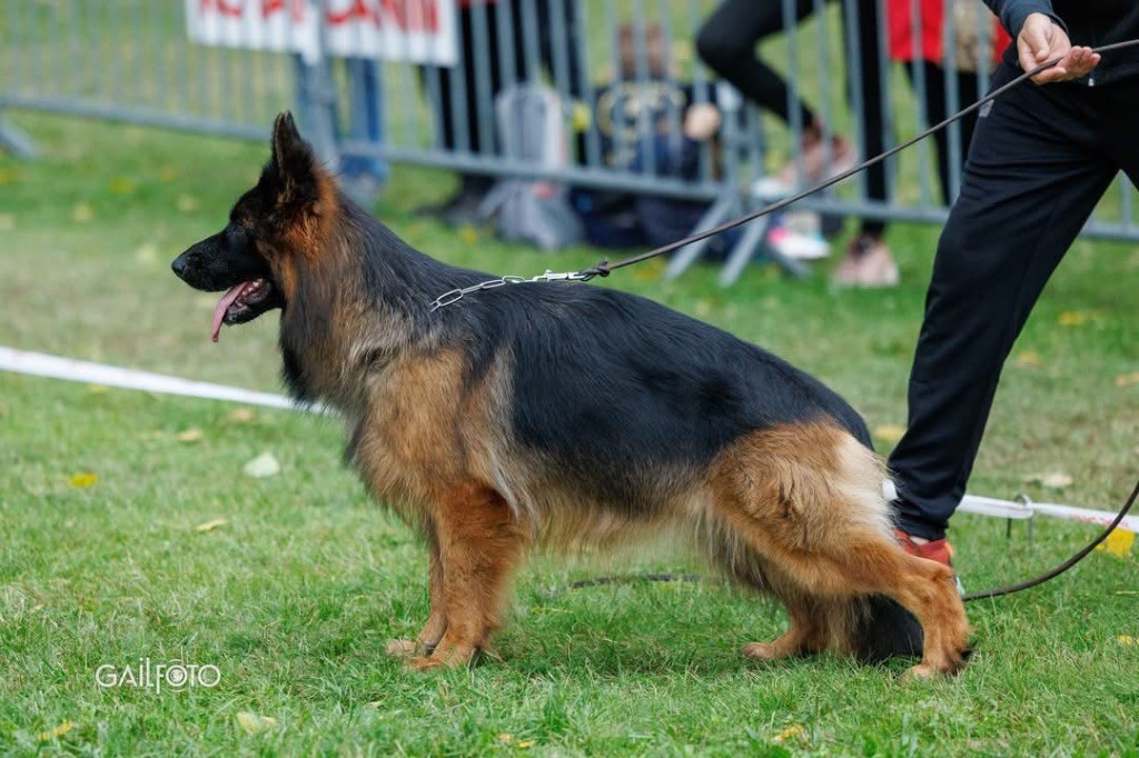 CH. Légitime Démence Vicktorya