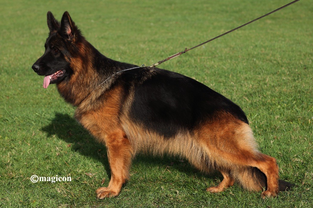 Légitime Démence Vyckie