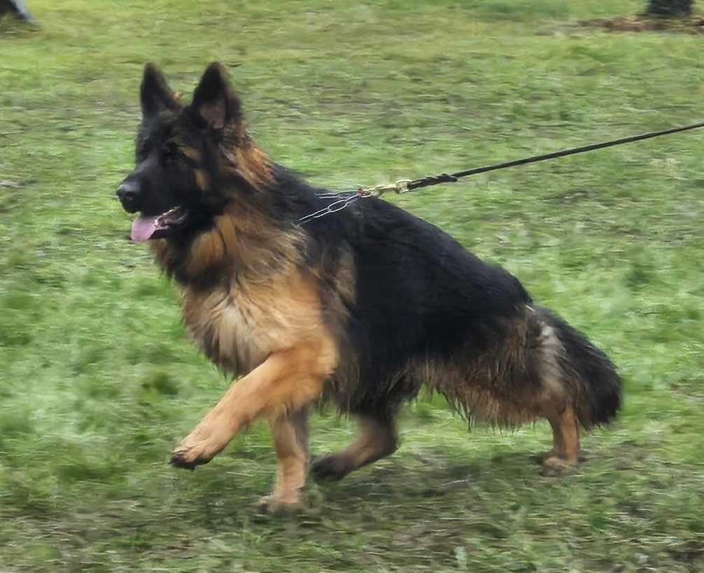 Légitime Démence Arkana