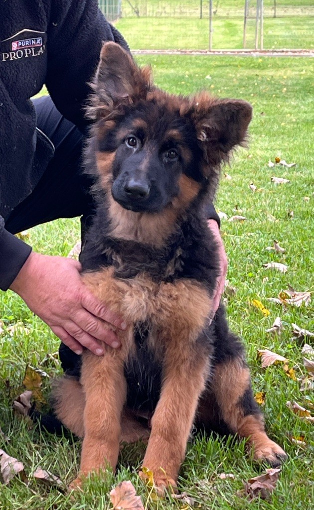 Légitime Démence - Chiots disponibles - Berger Allemand Poil Long