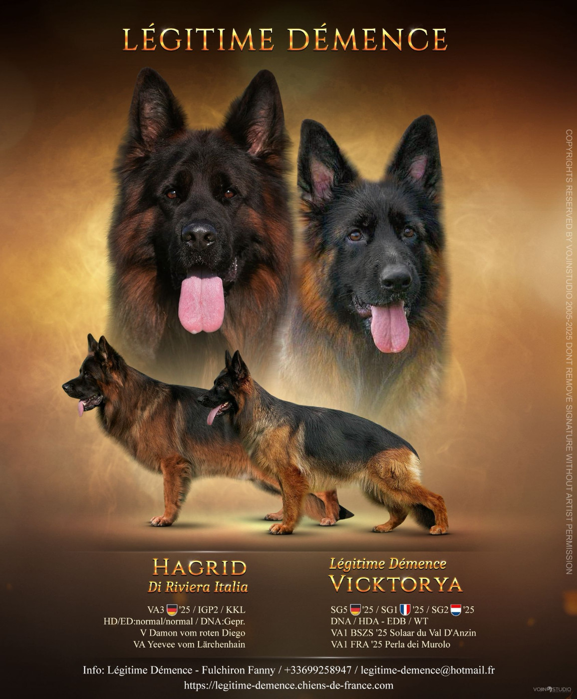 Légitime Démence - Berger Allemand Poil Long - Portée née le 17/12/2025