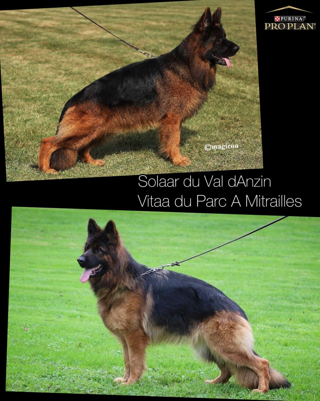 Légitime Démence - Berger Allemand Poil Long - Portée née le 22/01/2026